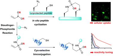 Graphical abstract: Vinylphosphonites for Staudinger-induced chemoselective peptide cyclization and functionalization