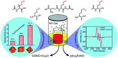 Graphical abstract: Crystal-facet-dependent denitrosylation: modulation of NO release from S-nitrosothiols by Cu2O polymorphs