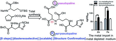 Graphical abstract: De novo synthesis, structural assignment and biological evaluation of pseudopaline, a metallophore produced by Pseudomonas aeruginosa