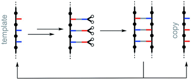 Graphical abstract: Sequence information transfer using covalent template-directed synthesis