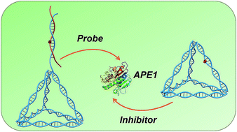 Graphical abstract: Probing and regulating the activity of cellular enzymes by using DNA tetrahedron nanostructures