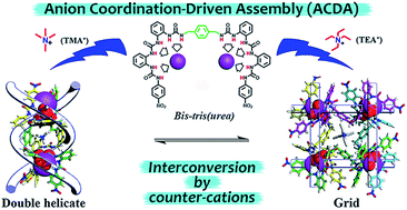 Graphical abstract: Construction and interconversion of anion-coordination-based (‘aniono’) grids and double helicates modulated by counter-cations