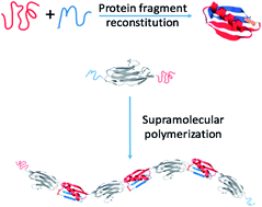 Graphical abstract: Engineering protein polymers of ultrahigh molecular weight via supramolecular polymerization: towards mimicking the giant muscle protein titin