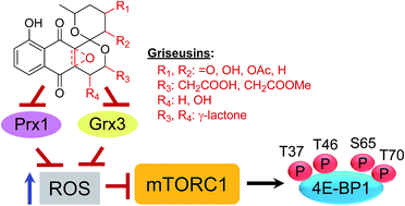 Graphical abstract: Total synthesis of griseusins and elucidation of the griseusin mechanism of action