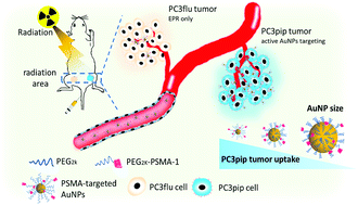 Graphical abstract: Prostate-specific membrane antigen targeted gold nanoparticles for prostate cancer radiotherapy: does size matter for targeted particles?