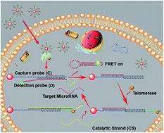 Graphical abstract: Intracellular MicroRNA imaging using telomerase-catalyzed FRET ratioflares with signal amplification