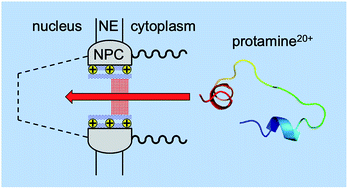 Graphical abstract: Nanoscale electrostatic gating of molecular transport through nuclear pore complexes as probed by scanning electrochemical microscopy
