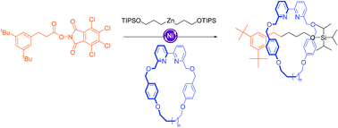 Graphical abstract: Active template rotaxane synthesis through the Ni-catalyzed cross-coupling of alkylzinc reagents with redox-active esters