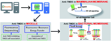 Graphical abstract: Targeting trimeric transmembrane domain 5 of oncogenic latent membrane protein 1 using a computationally designed peptide
