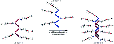 Graphical abstract: Electrostatically PEGylated DNA enables salt-free hybridization in water