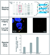 Graphical abstract: Structural analysis and cellular visualization of APP RNA G-quadruplex