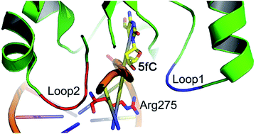 Graphical abstract: Thymine DNA glycosylase recognizes the geometry alteration of minor grooves induced by 5-formylcytosine and 5-carboxylcytosine