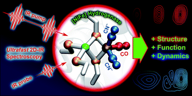 Graphical abstract: Understanding the structure and dynamics of hydrogenases by ultrafast and two-dimensional infrared spectroscopy
