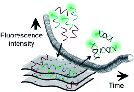 Graphical abstract: Interaction of single- and double-stranded DNA with multilayer MXene by fluorescence spectroscopy and molecular dynamics simulations