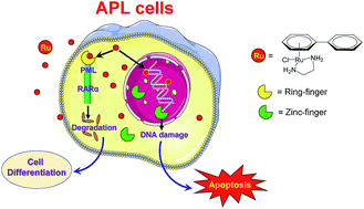 Graphical abstract: A dual functional ruthenium arene complex induces differentiation and apoptosis of acute promyelocytic leukemia cells