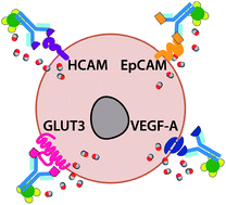 Graphical abstract: Diminished viability of human ovarian cancer cells by antigen-specific delivery of carbon monoxide with a family of photoactivatable antibody-photoCORM conjugates