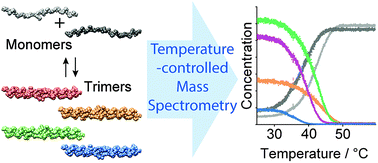 Graphical abstract: Temperature-controlled electrospray ionization mass spectrometry as a tool to study collagen homo- and heterotrimers