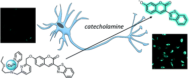 Graphical abstract: Selective catecholamine detection in living cells by a copper-mediated oxidative bond cleavage