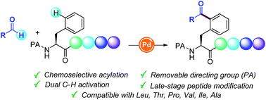 Graphical abstract: Pd-catalyzed site-selective C(sp2)–H radical acylation of phenylalanine containing peptides with aldehydes