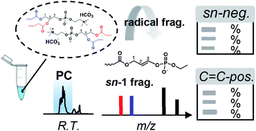 Graphical abstract: A lipidomic workflow capable of resolving sn- and C [[double bond, length as m-dash]] C location isomers of phosphatidylcholines