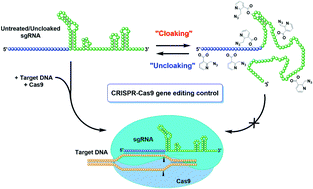 Graphical abstract: Reversible RNA acylation for control of CRISPR–Cas9 gene editing