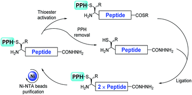 Graphical abstract: Photo-cleavable purification/protection handle assisted synthesis of giant modified proteins with tandem repeats