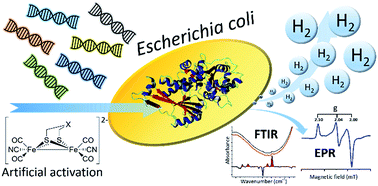 Graphical abstract: Discovery of novel [FeFe]-hydrogenases for biocatalytic H2-production