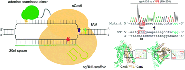 Graphical abstract: Programmable adenine deamination in bacteria using a Cas9–adenine-deaminase fusion