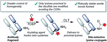 Graphical abstract: Cysteine-to-lysine transfer antibody fragment conjugation