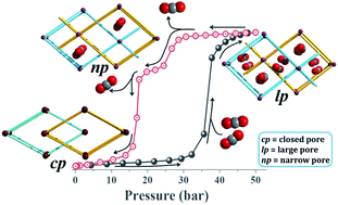 Graphical abstract: CO2-induced single-crystal to single-crystal transformations of an interpenetrated flexible MOF explained by in situ crystallographic analysis and molecular modeling