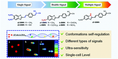 Graphical abstract: Ultrasensitive recognition of AP sites in DNA at the single-cell level: one molecular rotor sequentially self-regulated to form multiple different stable conformations