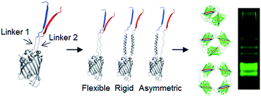 Graphical abstract: Fabrication of rigidity and space variable protein oligomers with two peptide linkers