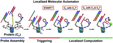 Graphical abstract: A localized molecular automaton for in situ visualization of proteins with specific chemical modifications