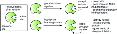 Graphical abstract: Tryptophan scanning mutagenesis as a way to mimic the compound-bound state and probe the selectivity of allosteric inhibitors in cells