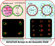 Graphical abstract: Chemical communication in spatially organized protocell colonies and protocell/living cell micro-arrays