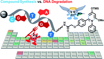 Graphical abstract: Screening of metal ions and organocatalysts on solid support-coupled DNA oligonucleotides guides design of DNA-encoded reactions