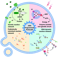 Graphical abstract: Protocells programmed through artificial reaction networks