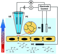 Graphical abstract: Imaging effects of hyperosmolality on individual tricellular junctions