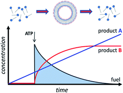 Graphical abstract: ATP-fuelled self-assembly to regulate chemical reactivity in the time domain