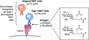 Graphical abstract: α-Glucuronosyl and α-glucosyl diacylglycerides, natural killer T cell-activating lipids from bacteria and fungi