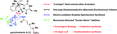 Graphical abstract: Total synthesis of (−)-penicimutanin a and related congeners