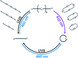 Graphical abstract: Wavelength-gated photoreversible polymerization and topology control