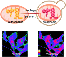 Graphical abstract: A near-infrared fluorescent probe reveals decreased mitochondrial polarity during mitophagy