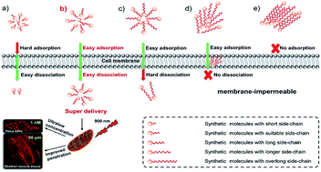 Graphical abstract: A side-chain engineering strategy for constructing fluorescent dyes with direct and ultrafast self-delivery to living cells