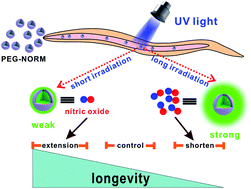 Graphical abstract: Modulation of the lifespan of C. elegans by the controlled release of nitric oxide