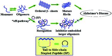 Graphical abstract: Peptidomimetics prepared by tail-to-side chain one component peptide stapling inhibit Alzheimer's amyloid-β fibrillogenesis