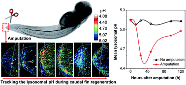 Graphical abstract: In vivo monitoring of tissue regeneration using a ratiometric lysosomal AIE probe