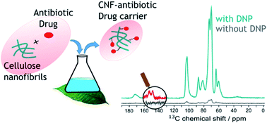 Graphical abstract: The surface chemistry of a nanocellulose drug carrier unravelled by MAS-DNP