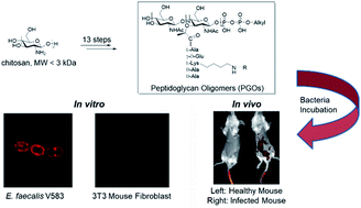 Graphical abstract: Synthetic biohybrid peptidoglycan oligomers enable pan-bacteria-specific labeling and imaging: in vitro and in vivo