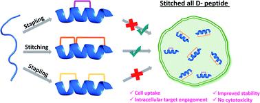 Graphical abstract: Macrocyclization of an all-d linear α-helical peptide imparts cellular permeability